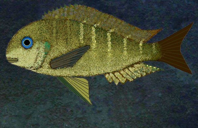 Tropheus sp. 'crescentic' Kavimvira